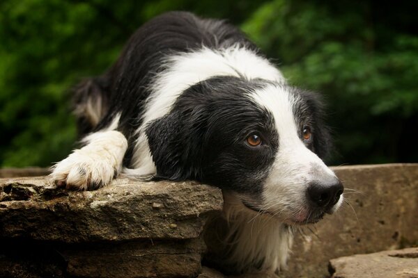 Un cane con uno sguardo carino si trova sulle rocce