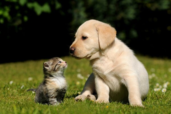 Cachorro de labrodore con gatito rayado