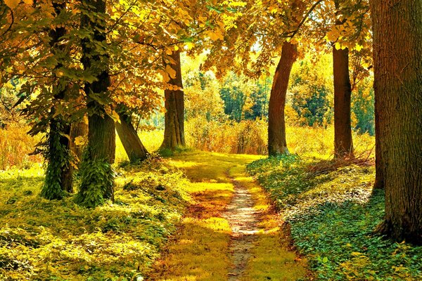 El sol brilla en el Camino en el bosque de otoño