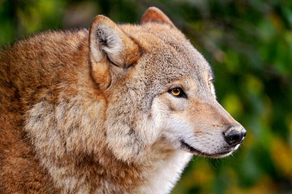 A plump wolf looks into the distance