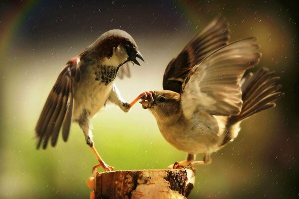 Moineaux de combat sur le chanvre closeup