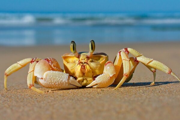 Granchio dagli occhi divertenti sulla spiaggia di sabbia