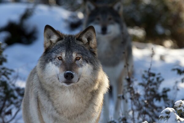 The muzzle of a wolf in nature macro-shooting