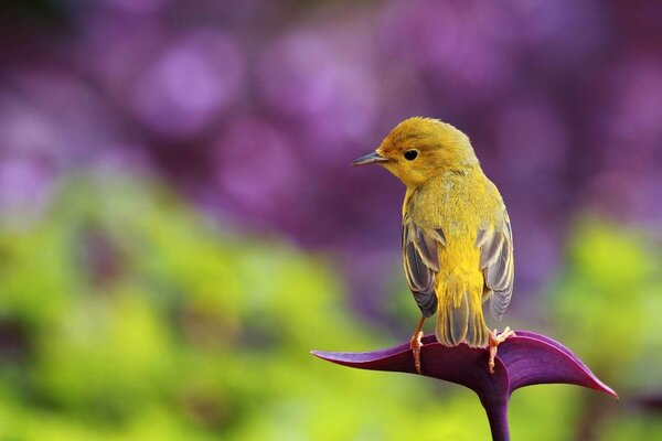 Ein kleiner gelber Vogel auf einem rosa Blatt