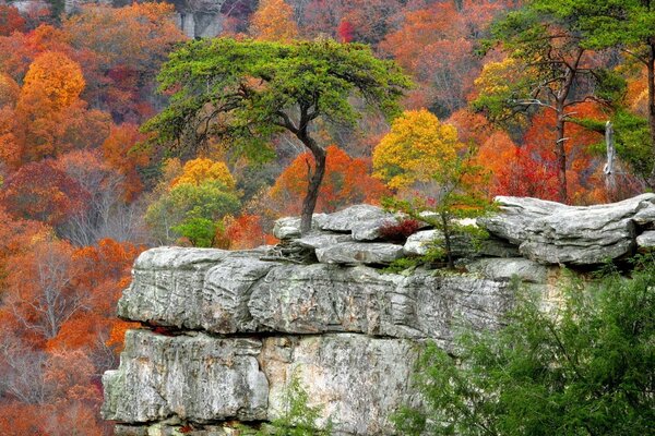 Hermosos árboles de pintura en el bosque rocoso