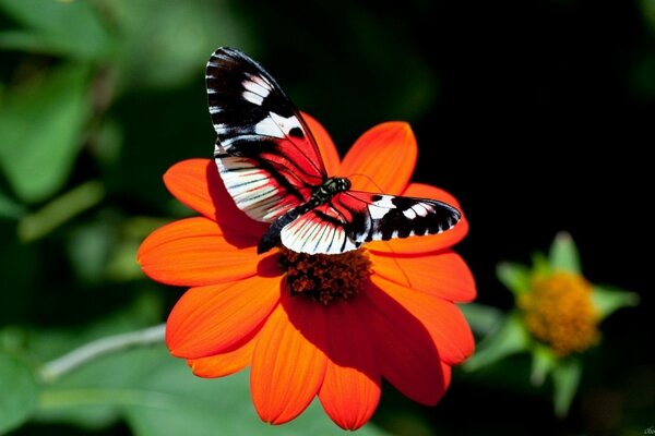 Пёстрая бабочка на красном цветке