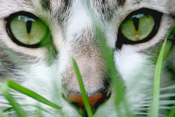 Which is greener-cat s eyes or grass?