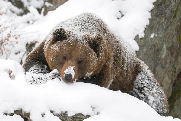 Grizzlybär liegt in einer Schneewehe