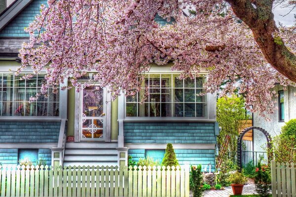 Turquoise cottage under the cherry tree