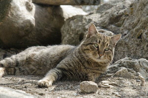 Die Katze verschmilzt mit der umgebenden Landschaft