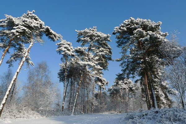 Pine trees in the snow around the trail