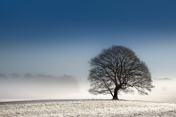 Árbol solitario en una colina de hierba blanca