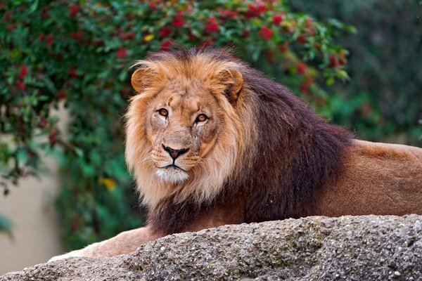 Un León noble yace sobre una piedra