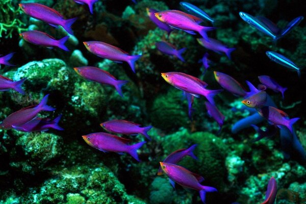 Фиолетовые рыбы плавают около зелёных кораллов
