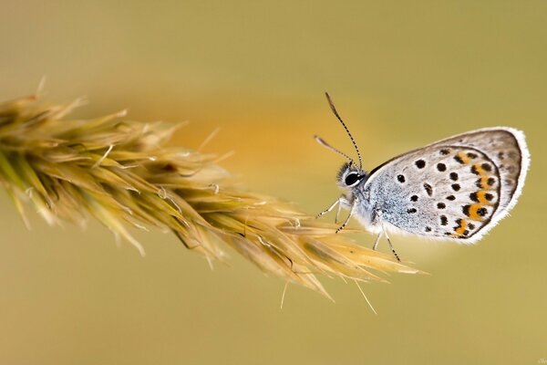 Mariposa sentada en una espiga macro disparo