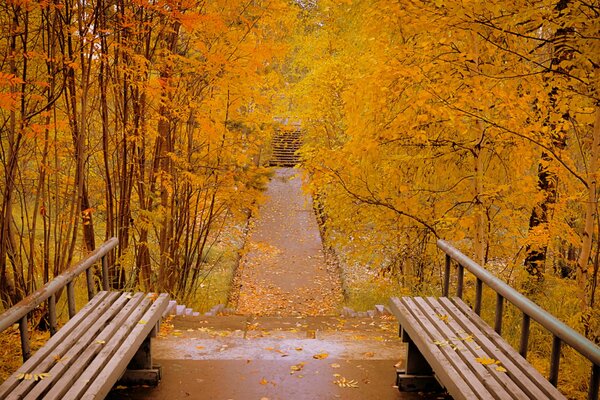 Bancos en el parque de otoño. Follaje amarillo caído