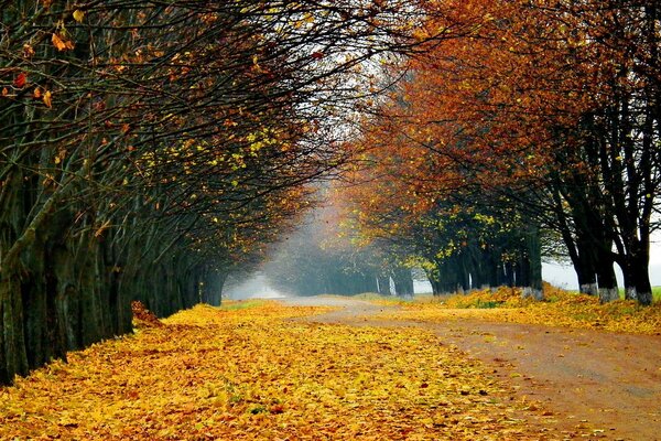 Paesaggio autunnale con strada gialla