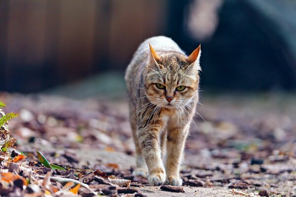 Eine Katze, die alleine spazieren geht