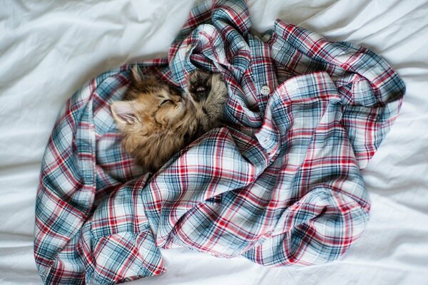 The kitten sleeps in a plaid shirt