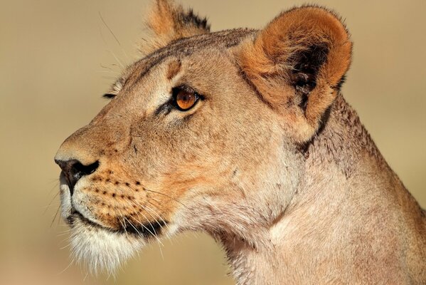 Beautiful graceful lioness in the savannah