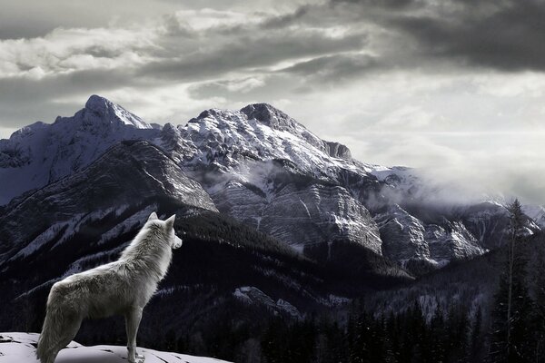 A lone wolf on the background of snowy mountains