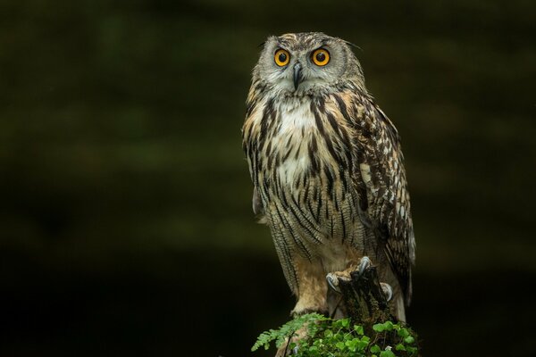 An owl on a stump is held by claws