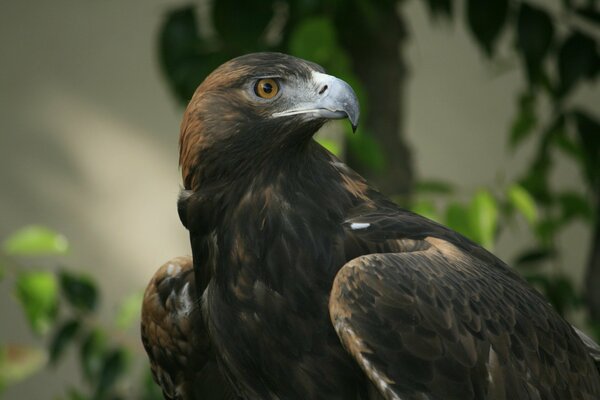 A black bird with a crooked beak