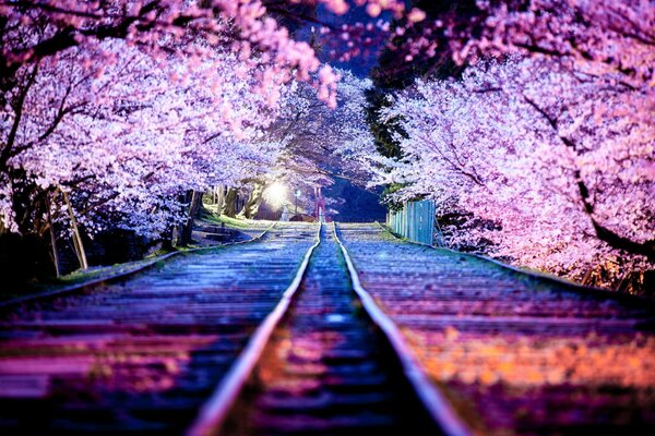 Fleur de cerisier dans la nuit du Japon