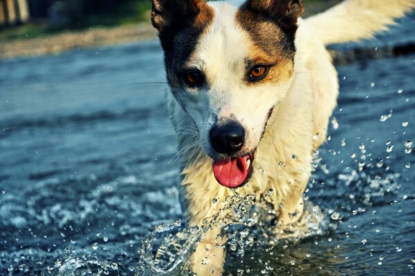 The dog runs through the water, drops of water are dripping from the muzzle and tongue