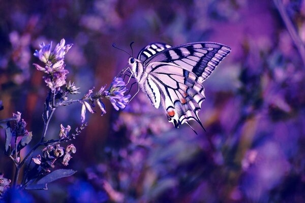 Schmetterling auf lila Blüten in Makroaufnahmen