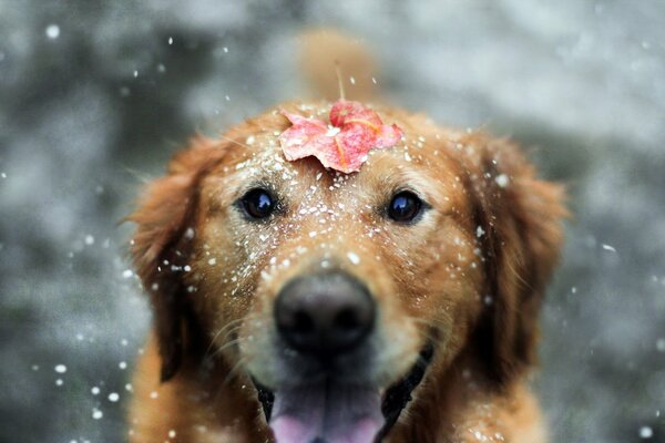 A perky dog with a leaf on its muzzle all splashed