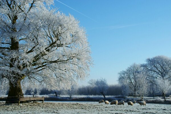 Wintertag mit Bäumen im Schnee mit Tieren auf der Wiese