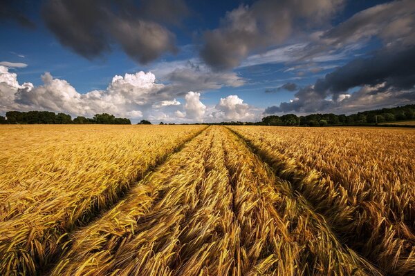 Beautiful landscape field of ears