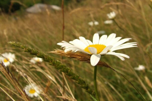 Paysage de différentes marguerites, épis et herbes