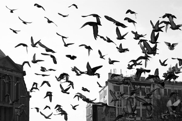 A flock of birds soars in the sky above the city