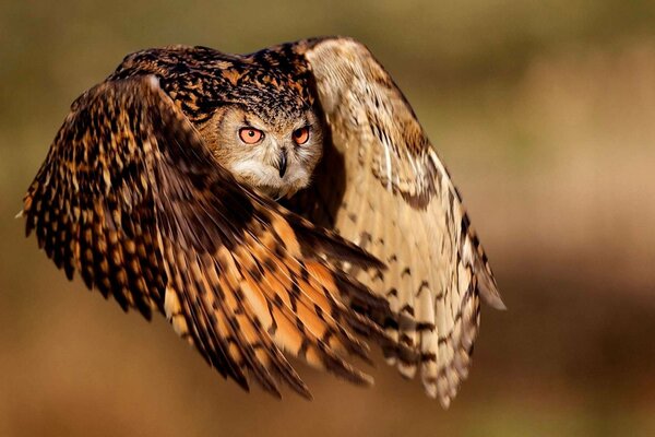 Hibou en vol (effet bokeh)