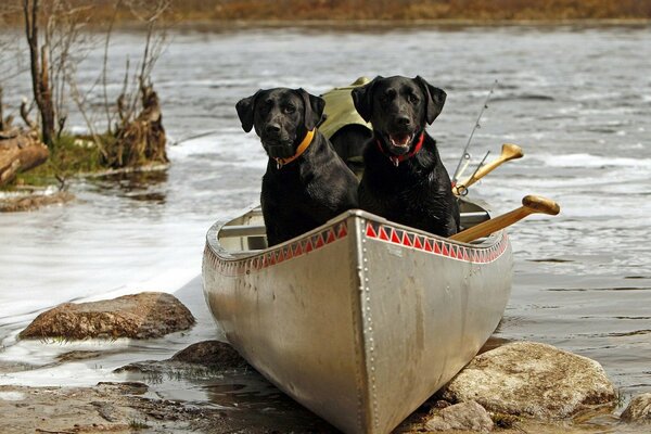 Deux chiens noirs nagent dans un bateau