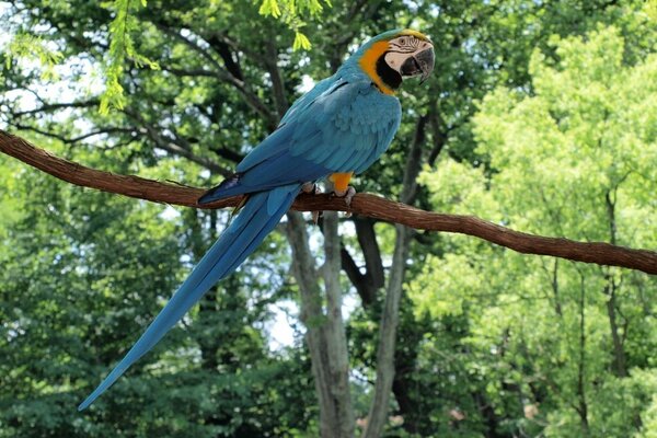 Macaw parrot of blue-yellow color