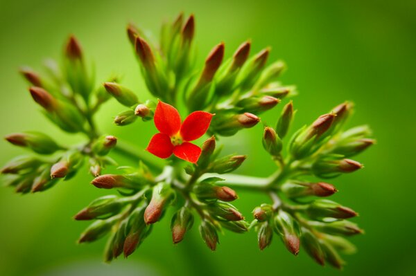 Fiore rosso su un ramoscello con gemme su sfondo verde