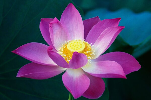 Blooming in a pond lotus flower