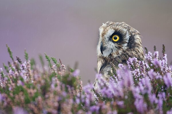 Hibou en fleurs violettes regarde au loin