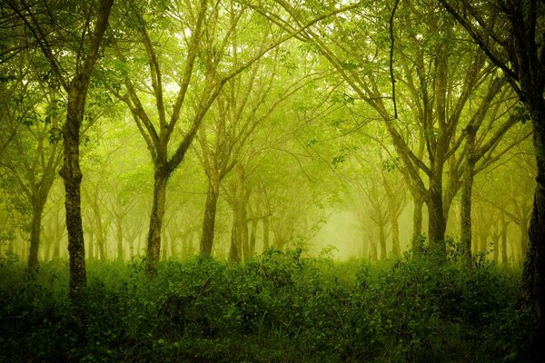 Natura affascinante. Foresta verde