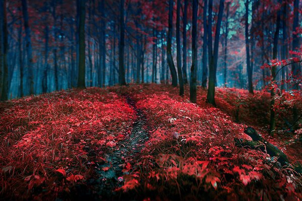 The autumn forest pleases with its colors