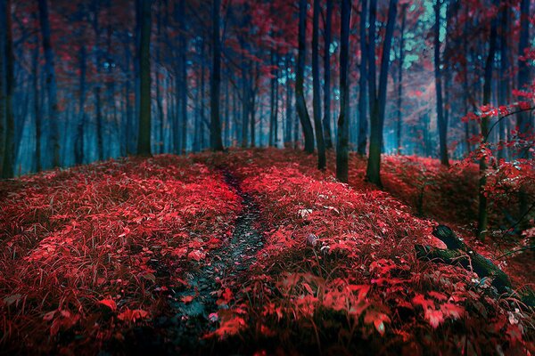 El bosque de otoño agrada con sus colores