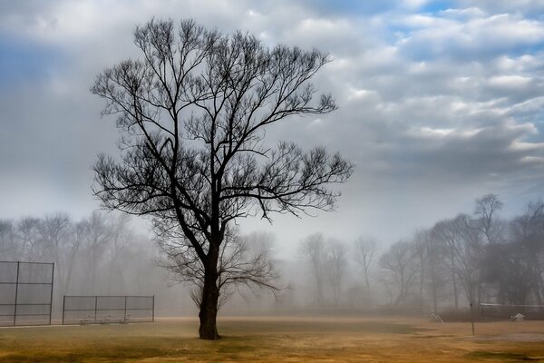 Arbre solitaire au printemps dans le brouillard