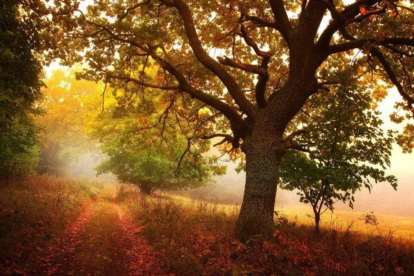 Der Weg führt in einen nebligen Wald mit schöner Landschaft