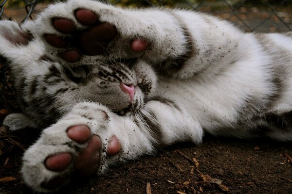 Les pattes douces du petit tigre