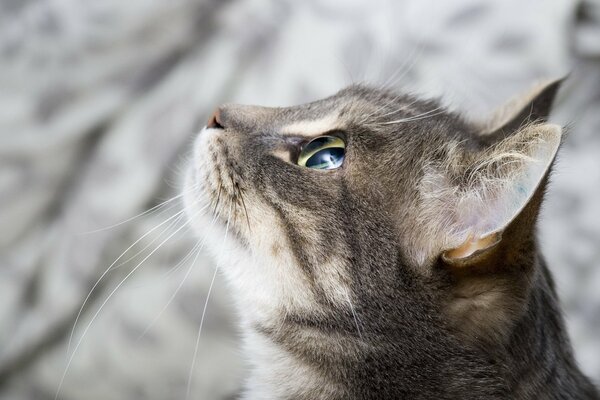 Mirada suplicante. Gato en un fondo borroso