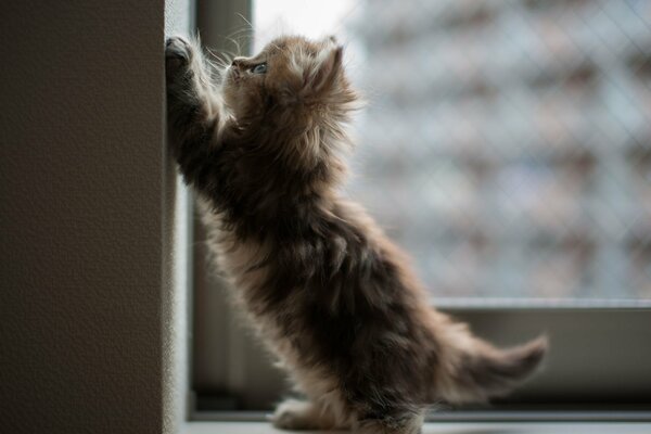 A little kitten is playing on the windowsill