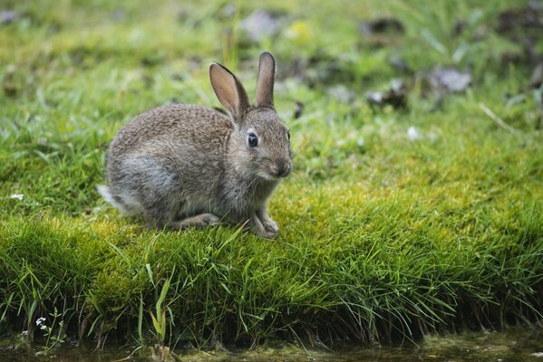 A grey hare is sitting on the summer grass